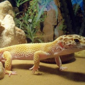 Gobi
