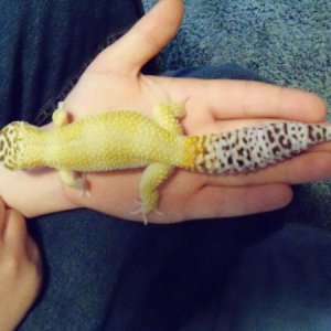 Gobi is 65grams