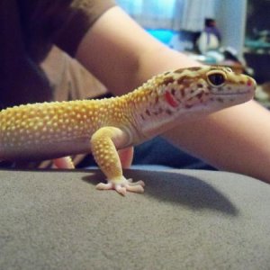 gobi