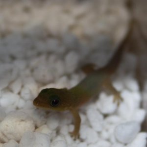 baby day gecko angularis
