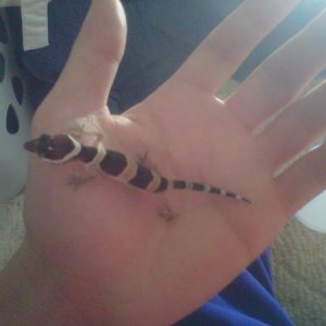 Gex R.I.P. 12/28/10