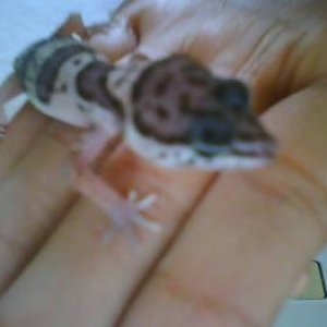 This is Winter my leopard gecko don't know this morph either