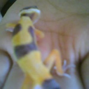 This is my baby Leopard Gecko un-named as of right now