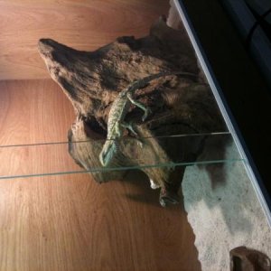IMG 0170[1] This is Jefferey my bearded dragon