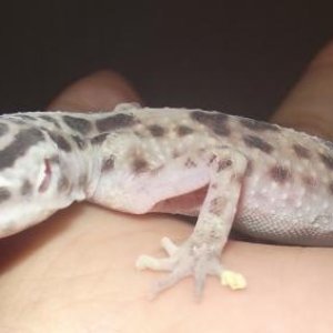 BETTY AT PETCO before I adopted her, April 5th 2.011 weight: 15 grames