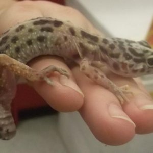 BETTY AT PETCO before I adopted her, April 5th 2.011 weight: 15 grames