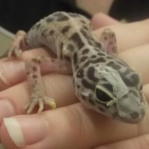 BETTY AT PETCO before I adopted her, April 5th 2.011 weight: 15 grames