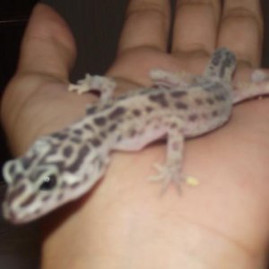 BETTY AT PETCO before I adopted her, April 5th 2.011 weight: 15 grames