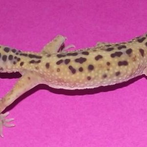 This is Betty at exactly one month with me, this picture is from May 5th, 2.011 weight: 23 grames