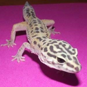 This is Betty at exactly one month with me, this picture is from May 5th, 2.011 weight: 23 grames