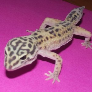 This is Betty at exactly one month with me, this picture is from May 5th, 2.011 weight: 23 grames