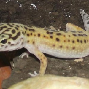 This is Betty (No longer Ugly) today, may 24th, she is looking more and more yellow, as GU member Allee Toler told me, she is a High Yellow!! She weig
