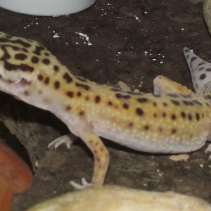 This is Betty (No longer Ugly) today, may 24th, she is looking more and more yellow, as GU member Allee Toler told me, she is a High Yellow!! She weig