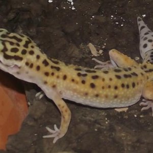 This is Betty (No longer Ugly) today, may 24th, she is looking more and more yellow, as GU member Allee Toler told me, she is a High Yellow!! She weig