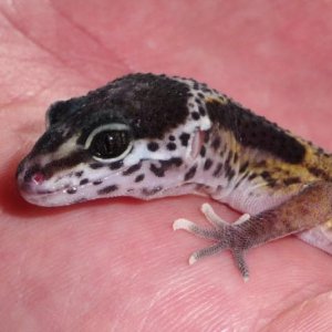 Baby Rixy hatched on the 11th May 2011