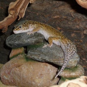 Our Male Gecko Bowser a real softie