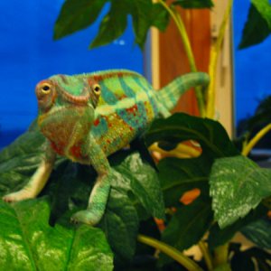 my boyfriends chameleon