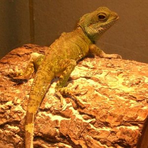 water dragon I had when I was 15.