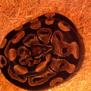 my Ball python I got when I was 15.