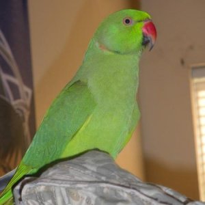 my moms Indian ring necked parakeet.