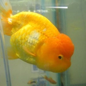 lion head gold fish.