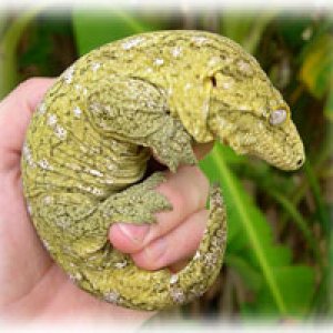 giant gecko