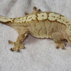 Crested Gecko Female - Yellow Cream on Cream