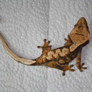 Juvenile Male Clutch 1, Egg 1