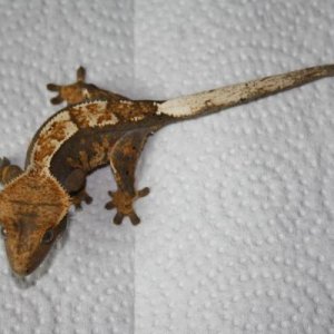 Juvenile Male Clutch 1, Egg 2