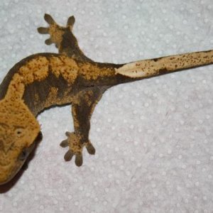 Juvenile Unsexed Clutch 2, Egg 2