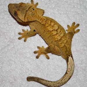 Juvenile Male Clutch 2, Egg 1