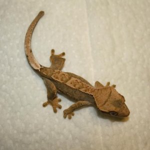 Juvenile Unsexed Clutch 4, Egg 2