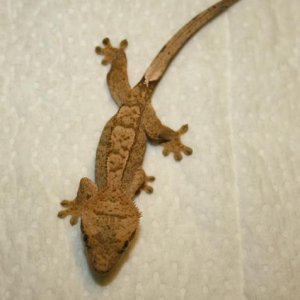 Juvenile Unsexed Clutch 4, Egg 1