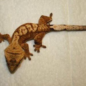 Juvenile Unsexed Clutch 3, Egg 1