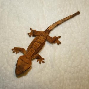 Juvenile Unsexed Clutch 6, Egg 2