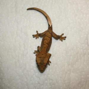 Juvenile Unsexed Clutch 6, Egg 1