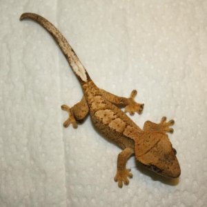 Juvenile Unsexed Clutch 5, Egg 1