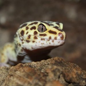 Leopard Gecko Female