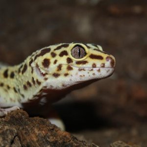 Leopard Gecko Female