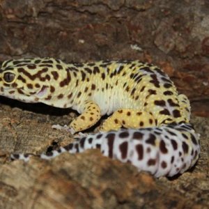 Leopard Gecko Female