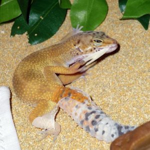 Yoshi