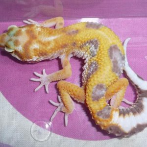 Peach