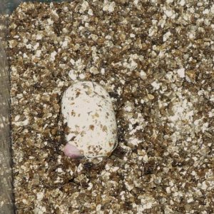 Juno hatching