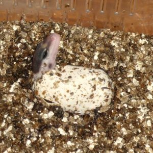 Juno hatching