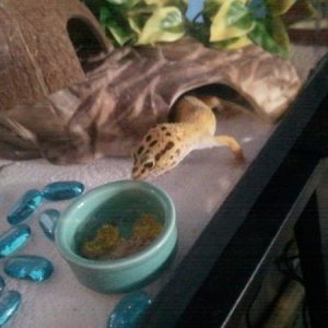 Eos, a rescue. He's a glutton for mealworms.