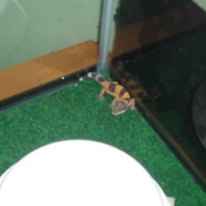 Scooter!!!!!!!