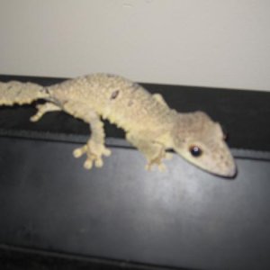 Female Uroplatus Henkeli