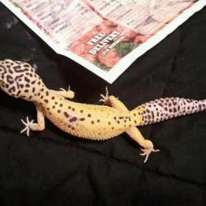 Circe, about a yr old here. She's very skittish compared to the rest, but she's getting better.