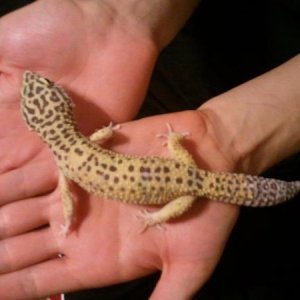 Thor, my little cuddle monster! Lovesss to lay on the back of my neck and to have his head petted.