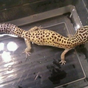 Hestia, who enjoys hot baths and always seems to have shedding problems so she gets a lot of them.